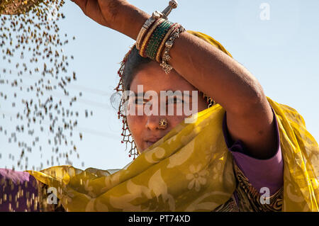 Ein Rajasthan Mädchen prüft die Linsen vor dem Abfüllen Stockfoto