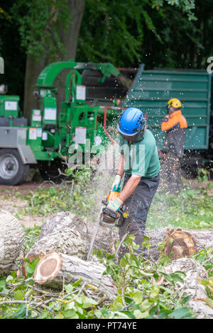 Sturm Ali, Royal Botanic Garden, Edinburgh arbeiten die beiden Walnut Tree's, die über Peter Wilson (Kettensäge) und Keith Glas geblasen wurden, zu entfernen. Stockfoto