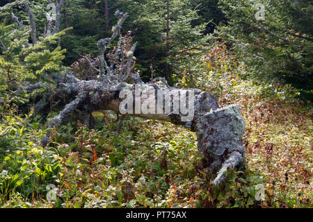 Alte, Tote, beugte sich über nadelbaumbaum in Flechten Zerlegung in einer Höhenlage Wald auf Mount Mitchell State Park in North Carolina, USA abgedeckt Stockfoto