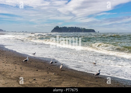 Rialto Beach an einem sonnigen und bewölkten Tag mit Blick auf das Meer im Hintergrund Stack ans Möwen entlang der Ufer, Olympic National Park, Washington State Küste, Stockfoto