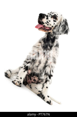 Schöne Welpen English Setter in einem weißen Foto Hintergrund Stockfoto