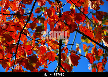 Herbst - leuchtend rote Ahornblätter mit einem klaren blauen Himmel im Hintergrund. In Connecticut fotografiert. Stockfoto