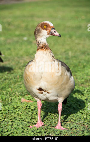 Nahaufnahme einer ägyptischen Gans (Alopochen aegyptiaca) Stockfoto