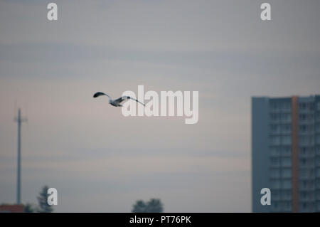 Ein Kalifornien Möwe im Flug bei Sonnenuntergang über Lake Merritt in Oakland, das älteste Wildlife Refuge in Nordamerika. Stockfoto