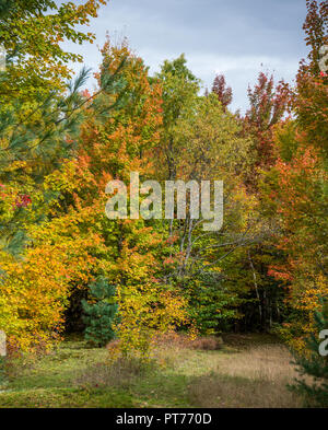 Fallen in den Adirondacks Stockfoto