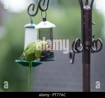 Ring-necked parakeet auf einem Bird Feeder, Heaton Mersey, Stockport, Großbritannien Stockfoto