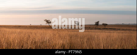 Sheffield, UK, 7. Okt 2018. Dämmerung über den Wilden großen Moor am Stadtrand von Sheffield, mehr wie die Ebenen von Afrika als der Peak District. Credit: Kathryn Cooper/Alamy leben Nachrichten Stockfoto