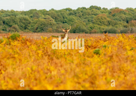 New Forest Hirsch mit Geweih und es ist Kopf über Bracken in Herbstfarben, Hampshire, Großbritannien Stockfoto