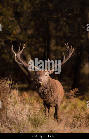 Richmond Park, London, UK. 7. Okt 2018. Red Deer (Cervus elaphus) Rothirsch, essen Gras, Richmond Park, London (Sequenz) Credit: Amanda Rose/Alamy leben Nachrichten Stockfoto