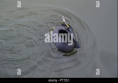 Kew Gardens, London. 7. Okt 2018. UK Wetter: 07.10.2018, London, UK Farben des Herbstes in Kew Gardens, London. Ein mmehr Henne im See Credit tummeln: Chandra Prasad/Alamy leben Nachrichten Stockfoto