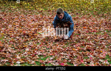 Kew Gardens, London. 7. Okt 2018. UK Wetter: 07.10.2018, London, UK Farben des Herbstes in Kew Gardens, London. Ein Junge sammeln Blätter im Herbst Credit: Chandra Prasad/Alamy leben Nachrichten Stockfoto