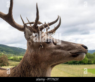 Red Deer Stag, der die letzte Seiner Samt, Schottland Stockfoto