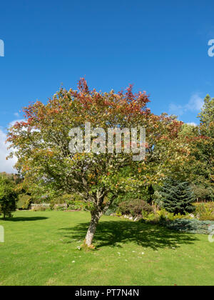 Rowan Tree im Herbst, Schottland, Großbritannien Stockfoto