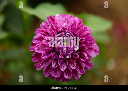 Schöner Garten mit gepflegten Blumen Gemüse Kräuter die Wirkung der harten Arbeit auf dem Grundstück Bio Lebensmittel Home Blumen Wohnzimmer und garddecoration Stockfoto