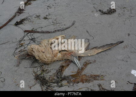 Dead Sea Bird liegt am Sandstrand der Insel Lewis auf den Äußeren Hebriden Western Scotland UK Vereinigtes Königreich Algen Stockfoto