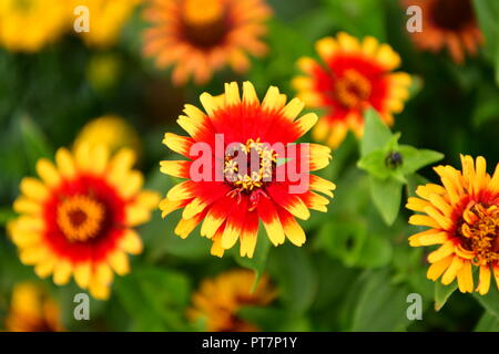 Schöner Garten mit gepflegten Blumen Gemüse Kräuter die Wirkung der harten Arbeit auf dem Grundstück Bio Lebensmittel Home Blumen Wohnzimmer und garddecoration Stockfoto