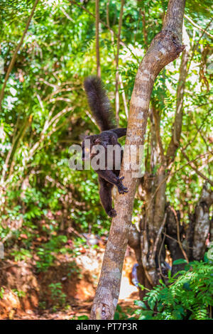 Ein Porträt des schwarzen Lemuren, eine lustige Affen leben in Madagaskar in seinem natürlichen Lebensraum. Stockfoto