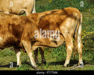 Ein junges Kalb trinken Milch aus dem Euter der Mutter Stockfoto