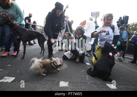 Hundebesitzer und ihre Haustiere nehmen im Rahmen der "Wooferendum März" in London eine Neue Brexit Referendum zu verlangen. Stockfoto