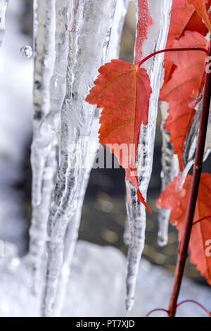 Nahaufnahme der Blätter im Herbst und Eiszapfen von der Acer freemanii x Baum. Auch bekannt als Box Elder, boxelder Ahorn, Esche-leaved Ahorn, Esche und Ahorn Stockfoto