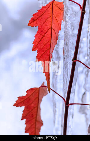 Nahaufnahme der Blätter im Herbst und Eiszapfen von der Acer freemanii x Baum. Auch bekannt als Box Elder, boxelder Ahorn, Esche-leaved Ahorn, Esche und Ahorn Stockfoto