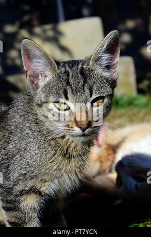 Frontale portrait in hellen, warmen Sonnenlicht von einem dunklen Grau tabby Kätzchen mit braunen Nase Stockfoto