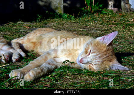 Rostig - white Tabby cat Festlegung auf seiner Seite mit gestreckten Pfoten, auf dem Boden von verdorrten Gras bedeckt, scheinbar die Sonnen genießen. Stockfoto