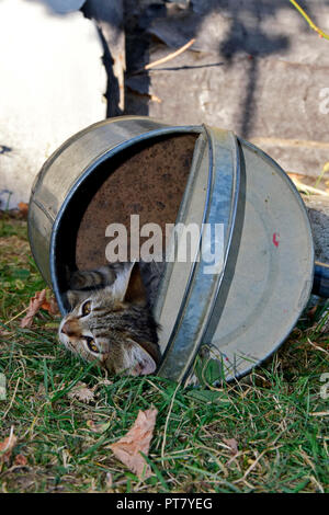 Einen grauen Tabby Kätzchen mit braunen Nase geschützt in einem umgestürzten Bewässerung Topf, den Kopf nur klemmt Stockfoto