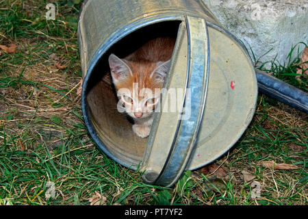 Eine orange tabby Kitten in einem gestürzten Bewässerung Pot an verdorrten Gras Stockfoto