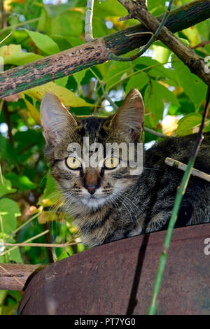 Frontale Porträt einer gestreiften Grau tabby Kitten, Verlegung auf ein rostiges Metall drum unter dem grünen Baldachin, starrte nach vorn Stockfoto