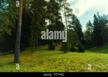 Wald landschaft bei Bewölkung - Wald Bäume im Tal wächst. Wald Natur, Diffusion Filter angewendet Stockfoto