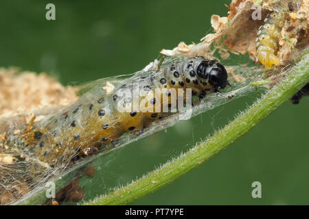 Pastinake Motte Caterpillar (Depressaria umbellifer radiella) auf der Anlage. Tipperary, Irland Stockfoto