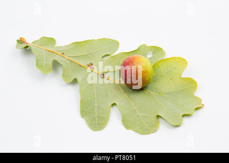 Eine Kirsche Gall, verursacht durch die Galle wasp Cynips quercusfolii, wachsen auf dem Blatt einer Stieleiche, Quercus robur. Studio Bild auf einem weißen Hintergrund. Stockfoto