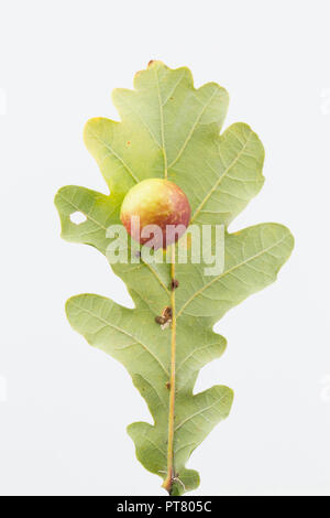 Eine Kirsche Gall, verursacht durch die Galle wasp Cynips quercusfolii, wachsen auf dem Blatt einer Stieleiche, Quercus robur. Studio Bild auf einem weißen Hintergrund. Stockfoto