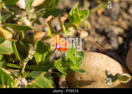 Blühende Scarlet Pimpernel, Anagallis arvensis, wachsen in der Schindel hinter Chesil Beach in der Nähe der Isle of Portland. Dorset England UK GB. Stockfoto