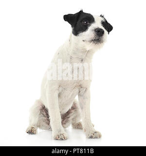 Parson Russell Terrier sitzen im weißen Photo Studio Stockfoto