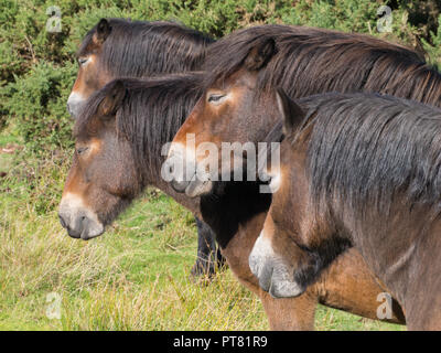 Sleepy Exmoor Ponys an einem Nachmittag im frühen Herbst Stockfoto