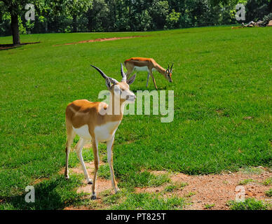 Reh stehend in einem Feld von Gras. Stockfoto