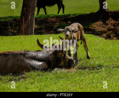 Zwei Kälber spielen, während eine Kuh Uhren. Stockfoto