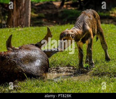 Zwei Kälber spielen, während eine Kuh Uhren. Stockfoto