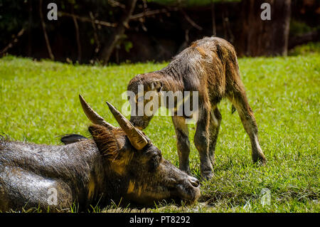 Zwei Kälber spielen, während eine Kuh Uhren. Stockfoto