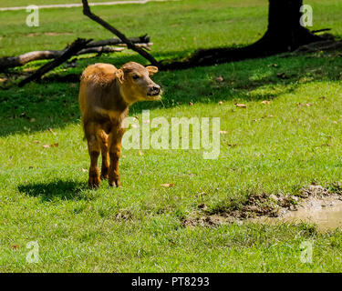 Zwei Kälber spielen, während eine Kuh Uhren. Stockfoto