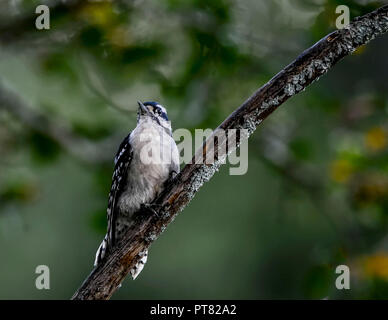 Downy Woodpecker sitzen auf einem Ast. Stockfoto