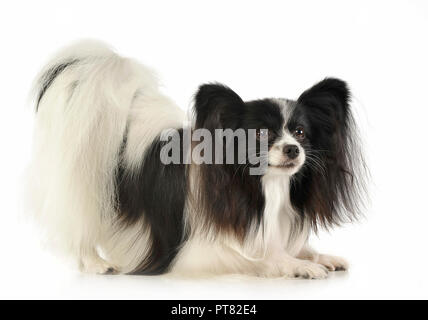 Süße Papillon im weißen Photo Studio Stockfoto