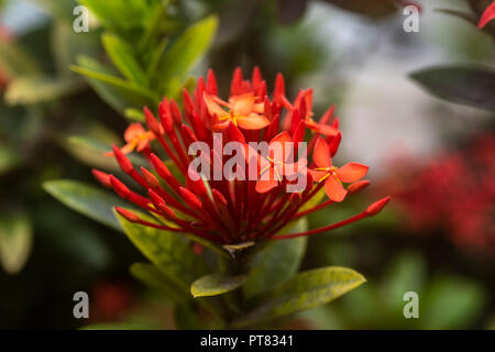 Ixora chinensis Blumen in voller Blüte, mit Blättern unten Stockfoto