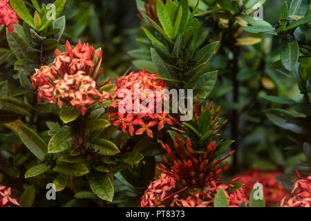 Ixora chinensis Blüten und Blätter Stockfoto