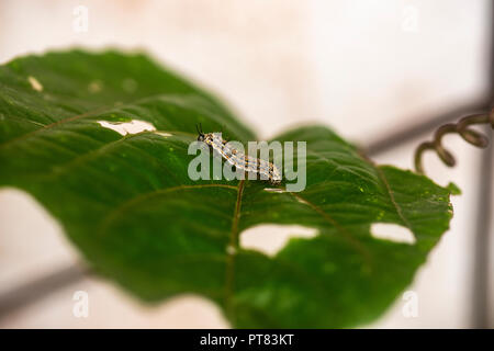 Ein fritillaryschmetterling Caterpillar auf einem passionvine Blatt. Stockfoto