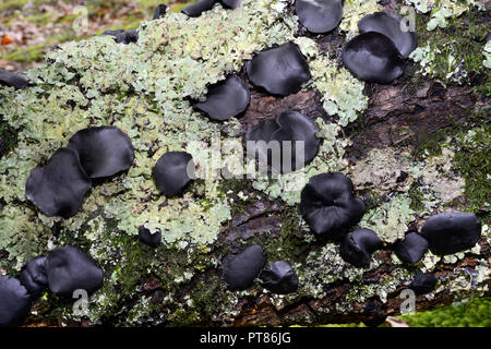 Der Pilz Bulgarien inquinans (allgemein bekannt als schwarz Bulgar) ist ein ascomycet in der Familie Bulgariaceae. Er wächst an abgestorbenen Eiche und Hainbuche. Stockfoto