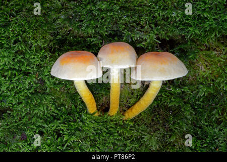 Hypholoma fasciculare (Schwefel Büschel) ist eine gemeinsame woodland Pilz. Eine saprophagic Arten, die in großen Büschel auf Tote oder Faulenden Baumstämmen wächst Stockfoto