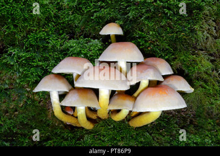 Hypholoma fasciculare (Schwefel Büschel) ist eine gemeinsame woodland Pilz. Eine saprophagic Arten, die in großen Büschel auf Tote oder Faulenden Baumstämmen wächst Stockfoto